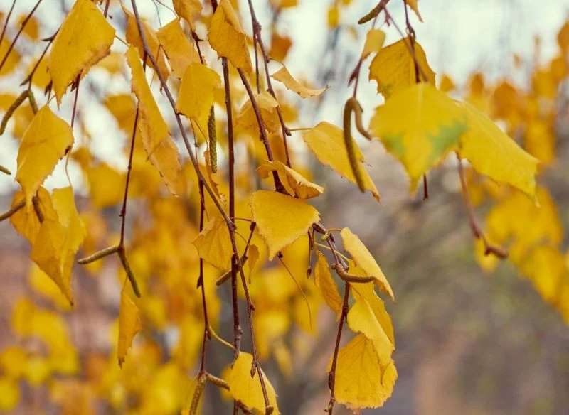 Brzoza brodawkowata (Betula pendula) w jesiennej szacie