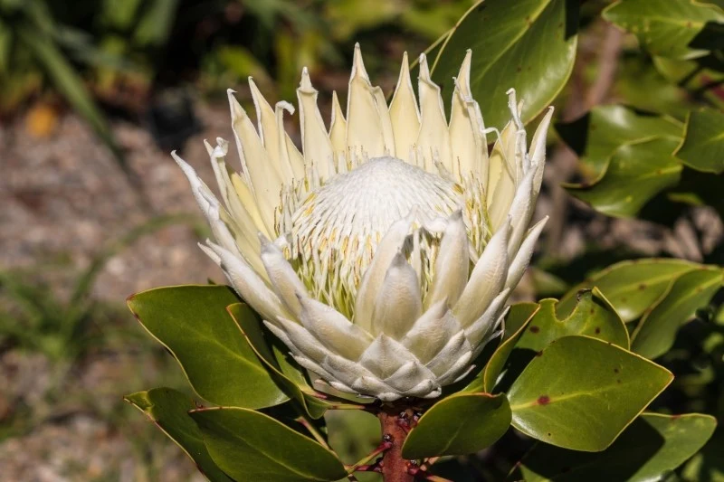 Kwiaty protei królewskiej mogą przebierać różne kolory – od bieli, aż po róż i czerwień