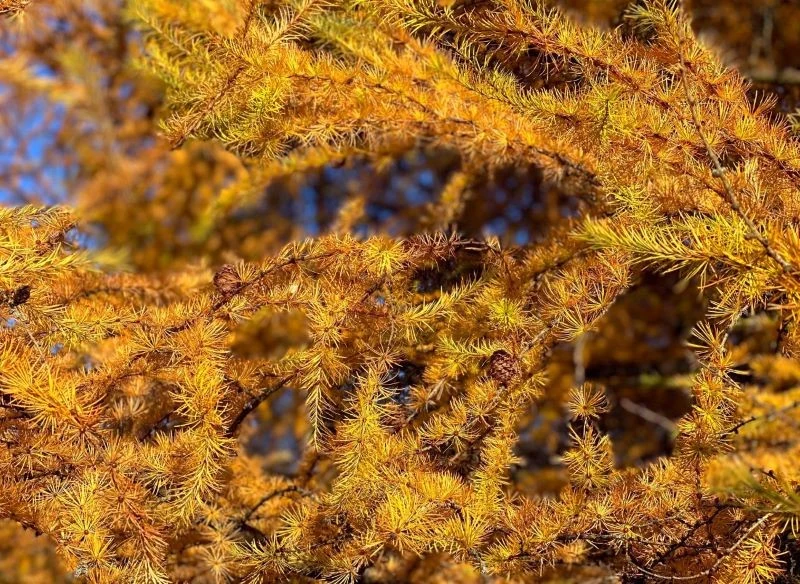 Modrzew europejski (Larix decidua, zanim zgubi igły, przebarwia się na złoto