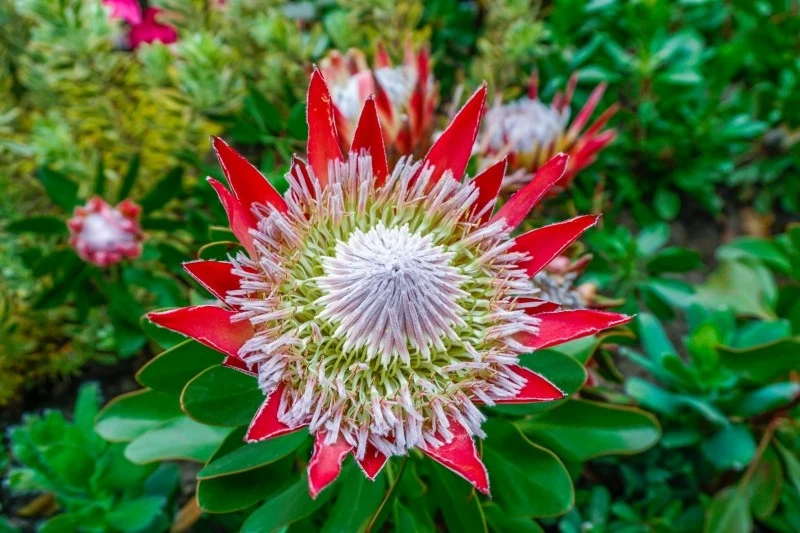 Protea królewska lubi słoneczne stanowiska oraz przepuszczalne podłoże