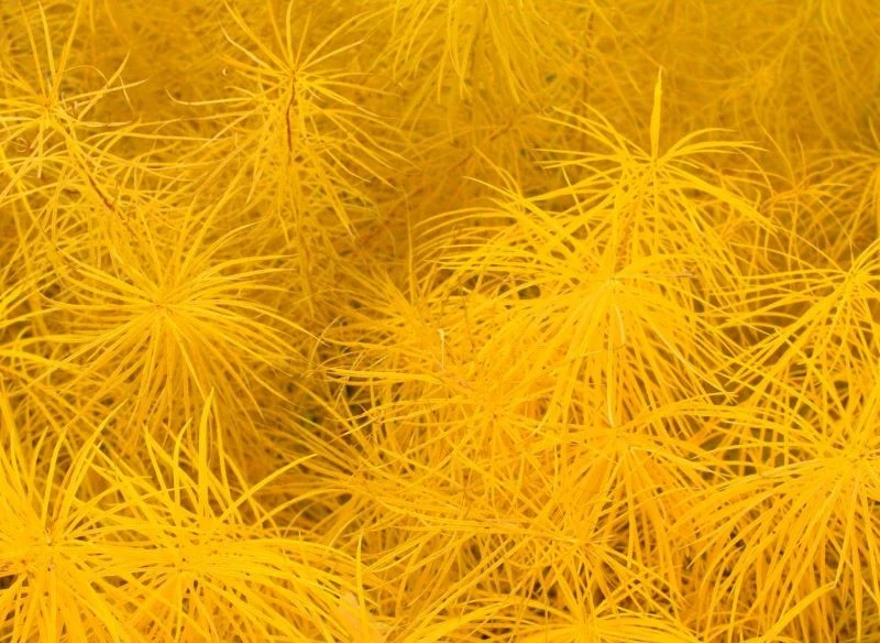 Amsonia Hubrichta (Amsonia hubrichtii) jesienią przykuwa uwagę złocistą barwą wąskich liści