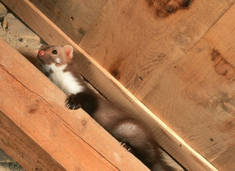 Kuna chowa się pod maską samochodu, wśród drewna kominkowego, a także przedostaje do domów np