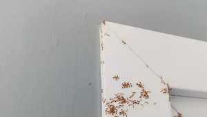 Jak pozbyć się mrówek faraona z domu?