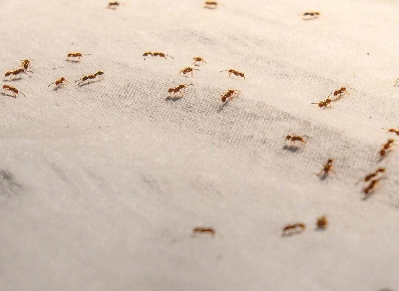 Mrówki faraona są małe i szybko się rozmnażają