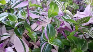 Trzykrotka ceniona jest za łatwość uprawy, ale również walory dekoracyjne. Jak o nią zadbać?