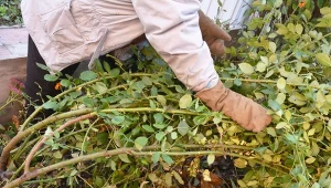 Róże to jedne z roślin, które na zimę wymagają zabezpieczenia. Jakich błędów nie popełnić, chroniąc je przed mrozem.