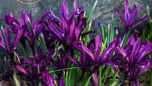 Irysy cebulowe zakwitają już marcu. Pierwsza połowa października to ostatni moment na ich posadzenie.
