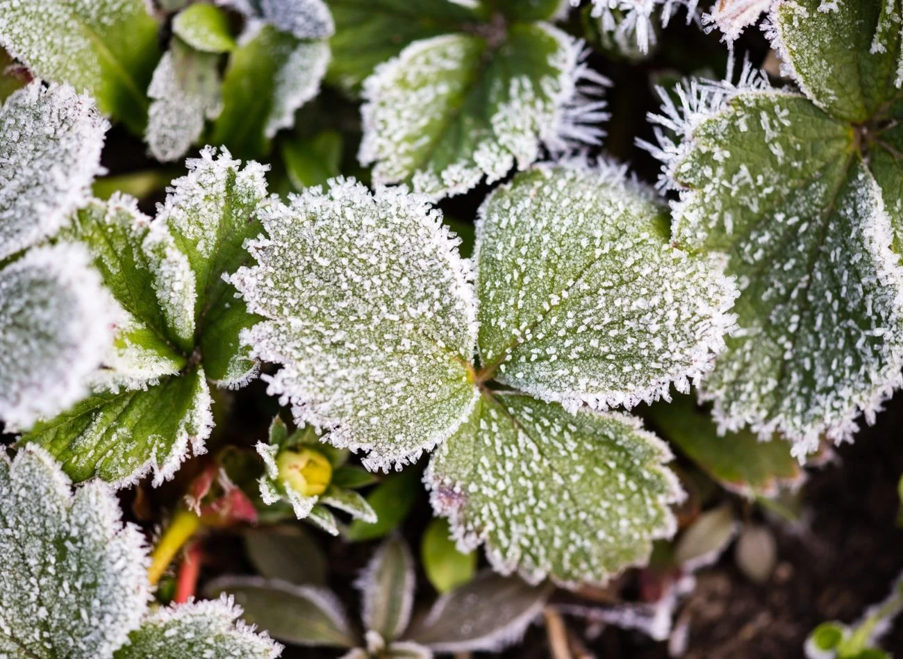 O przymrozkach mówi się, gdy temperatura powietrza w nocy spada poniżej 0 stopni Celsjusza