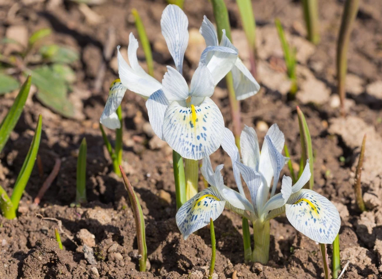 Irysy cebulowe mają kilka gatunków i wiele ich odmian