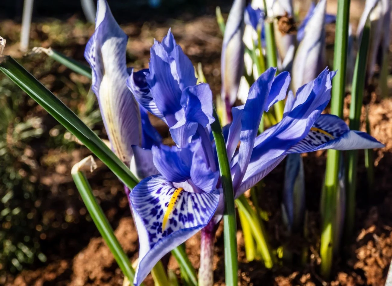 Irysy cebulowe są bardzo wytrzymałe, zniosą nawet 30-stopniowe mrozy