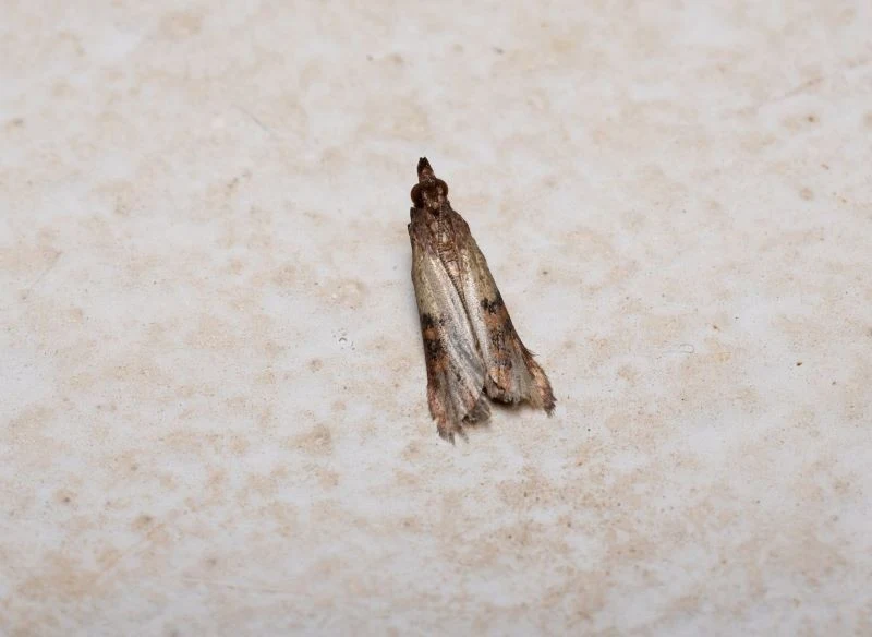 Mole spożywcze są podobne do odzieżowych, ale dzielą je pewne różnice w wyglądzie