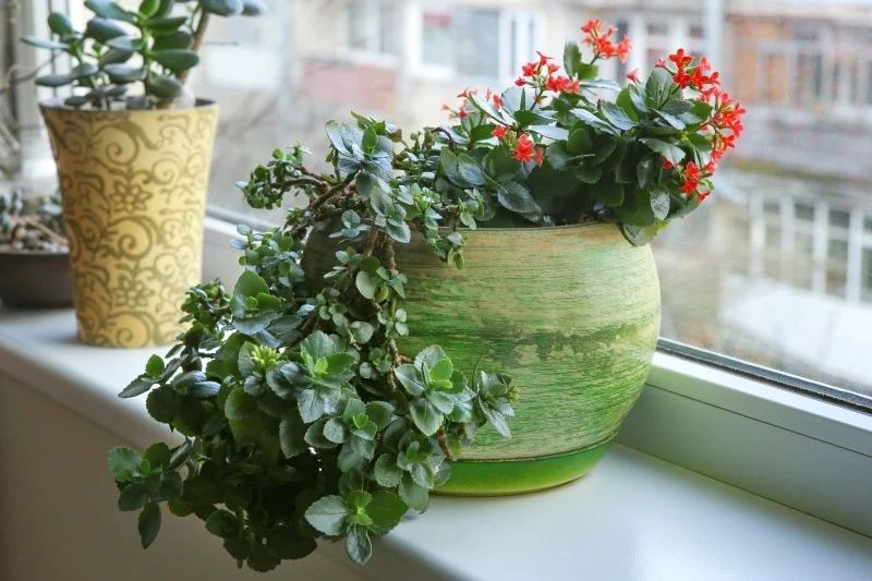 Kwiaty doniczkowe do kuchni powinny być odporne na