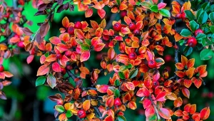 Irga to okazały krzew, który stanowi piękną ozdobę ogrodu niezależnie od pory roku.