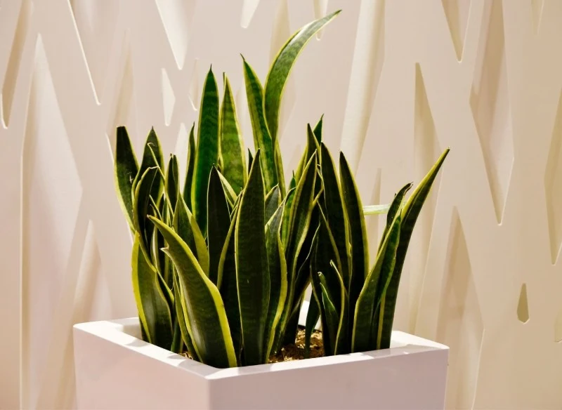 Kwiaty doniczkowe w kuchni stanowią bardzo istotny element dekoracyjny