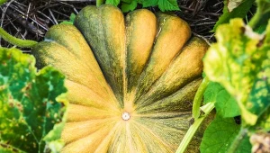 'Muscat" to jedna z najmniej docenianych odmian dyni jadalnej.