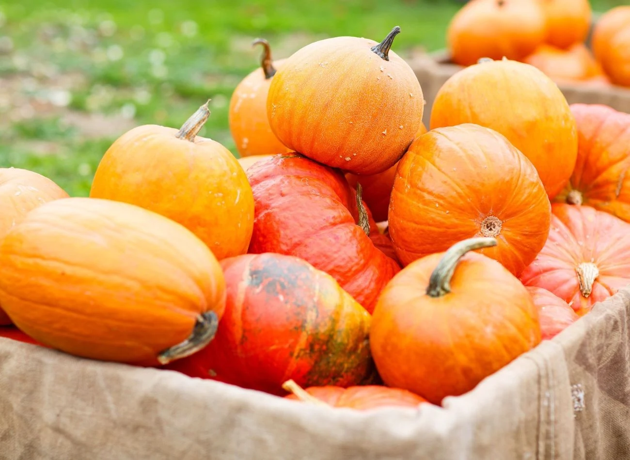 Dynia 'Hokkaido' to jedna z popularnuejszych odmian