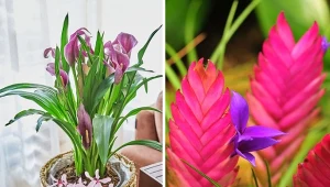 Oryginalne kwiaty na dzień nauczyciela mogą być cięte, w doniczce albo w modnym boxie. Ważne, aby sprawiły przyjemność i wymagały niewiele pracy. Fot. Alex Donin/magicfluete 002/CanvaPro