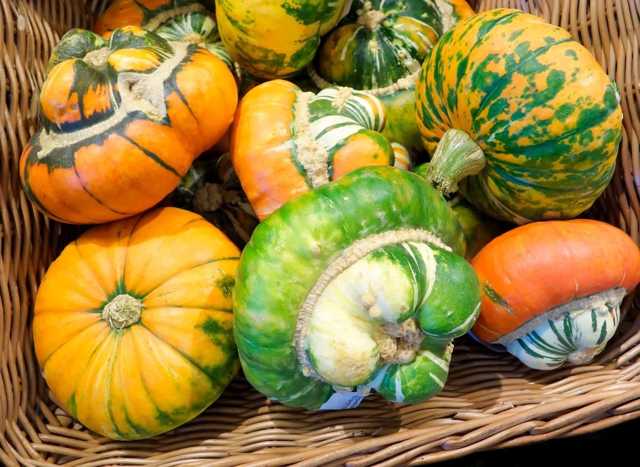 Dynie dekoracyjne to urozmaicenie jesiennego ogoru, a także dekoracje, któe można przenieśc do domu