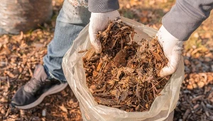 Popularne w ogrodach jest jesienne ściółkowanie rozdrobnionymi gałęziami – zalety i wady tego rozwiązania znajdziesz poniżej.