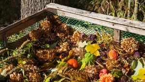 Wyjaśniamy, co można kompostować, a czego nie.