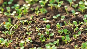 Kiedy i jak siać rzodkiew oleistą na poplon?
