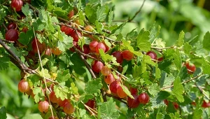 Jak pielęgnować agrest jesienią? Pamiętaj o ważnych zabiegach, a w sezonie obficie obrodzi.