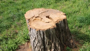 Jest kilka sposobów na pozbycie się pnia drzewa z ogrodu. Jak to skutecznie zrobić?
