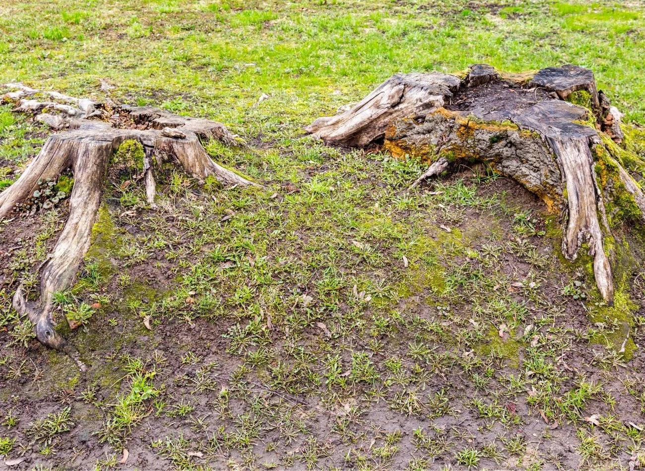 Im starszy i bardziej spróchniały pień drzewa, tym łatwiej go usunąć