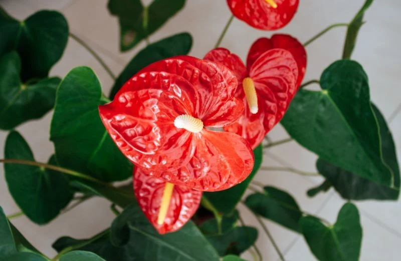 Brak nawożenia to jeden z powodów, dlaczego anturium nie ma kwiatów