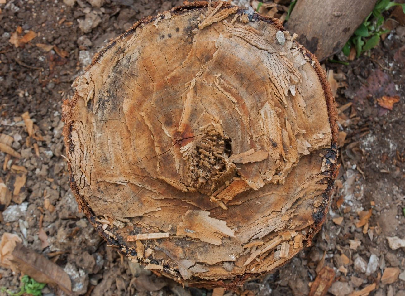 Frezowanie pnia drzewa jest jednym ze skuteczniejszych sposobów na usunięcie go z ogrodu