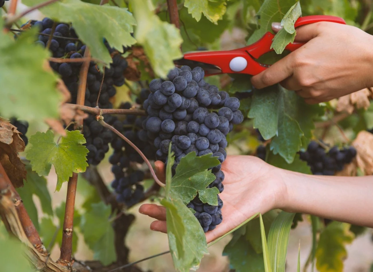 Podczas jesiennego cięcia, tuż po ostatnich zbiorach, trzeba usunąć wszystkie uszkodzenia na winorośli