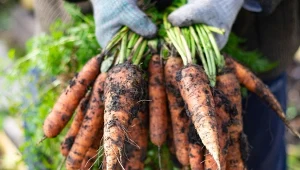 Jakie warzywa można przechowywać przez zimę? Na liście jest marchewka, zebraną z grządki należy najpierw oczyścić.
