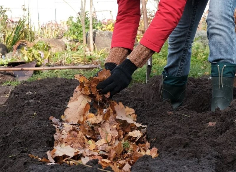 Warzywa można przechowywać w tunelu tj