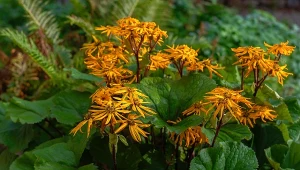Języczka pomarańczowa (Ligularia dentata) to mrozoodporna piękność, której uprawa jest bardzo prosta.