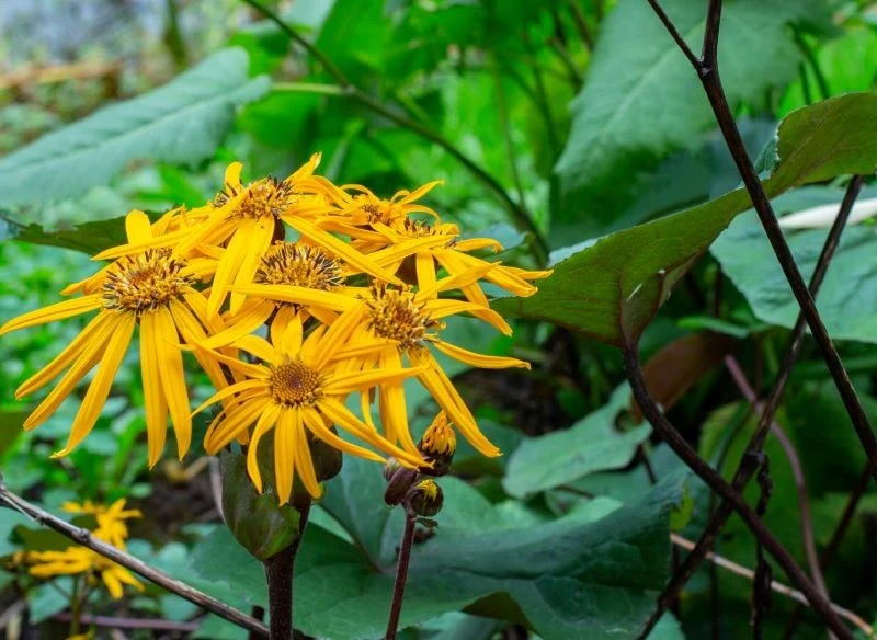 Języczka pomarańczowa ma atrakcyjne kwiaty i liście