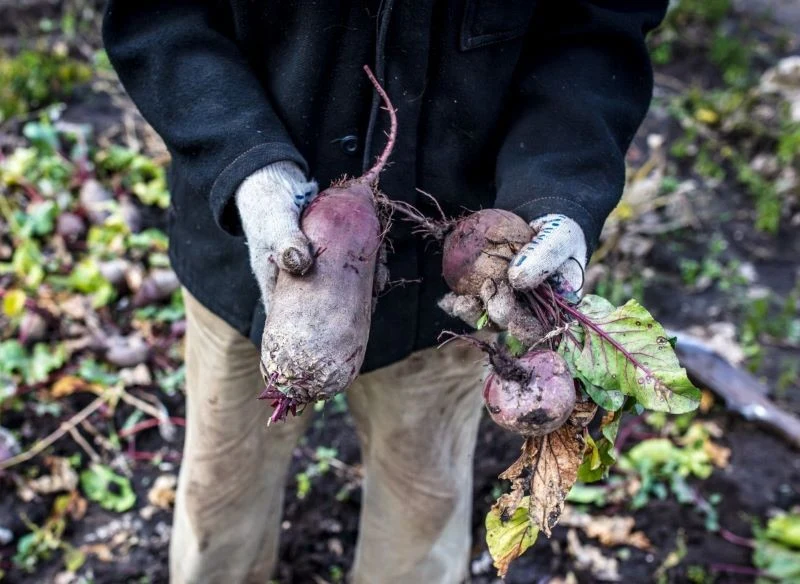Zebrane z grządek buraki również nadają się do przechowywania zimą, ale uważnie je obejrzyj pod kątem uszkodzeń