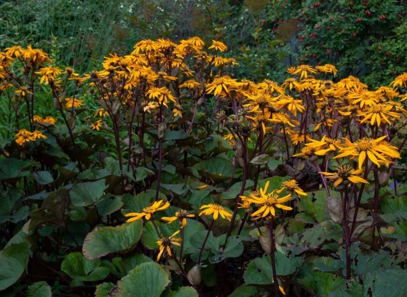 Języczka pomarańczowa jest całkowicie mrozoodporną byliną