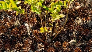 Jak ściółkować szyszkami? Ta prosta metoda zabezpieczy rośliny na zimę oraz utrzyma najlepsze warunki wiosną, gdy słońce i ciepło pobudzą je do wzrostu.