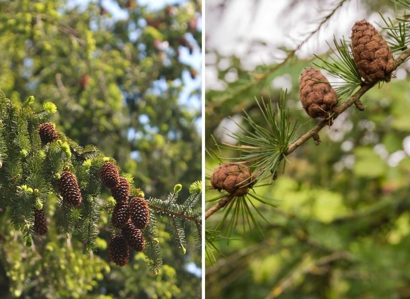 Wiele rodzajów szyszek nadaje się na ściółkę do ogrodu, jednak zwróć uwagę na czas ich rozkładu, np