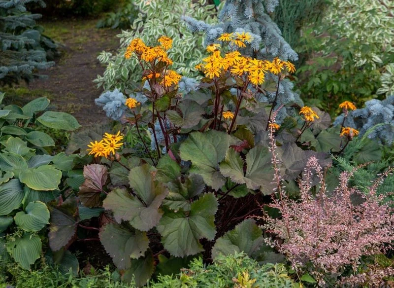 Języczkę pomarańczową warto posadzić w pobliżu host i innych bylin, które lubią cień