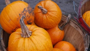 Jak przechowywać dynie, aby długo zachowały świeżość? Dawne gospodynie miały na to sposób. Scopio Images/CanvaProFot.