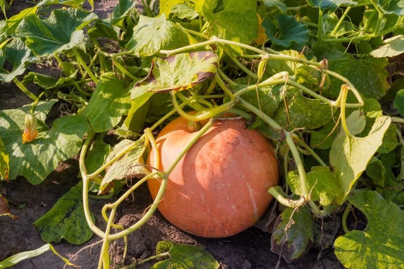 Dynie zbieramy w chwili, gdy osiągną pełną dojrzałość