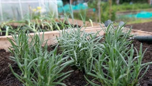 Rozmnażanie lawendy jesienią nie jest trudne. Wystarczy poznać kilka wskazówek.