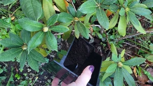 Fusy z kawy można wykorzystywać ogrodzie przez cały sezon, jesienią spełniają szczególna rolę./Deccoria.pl