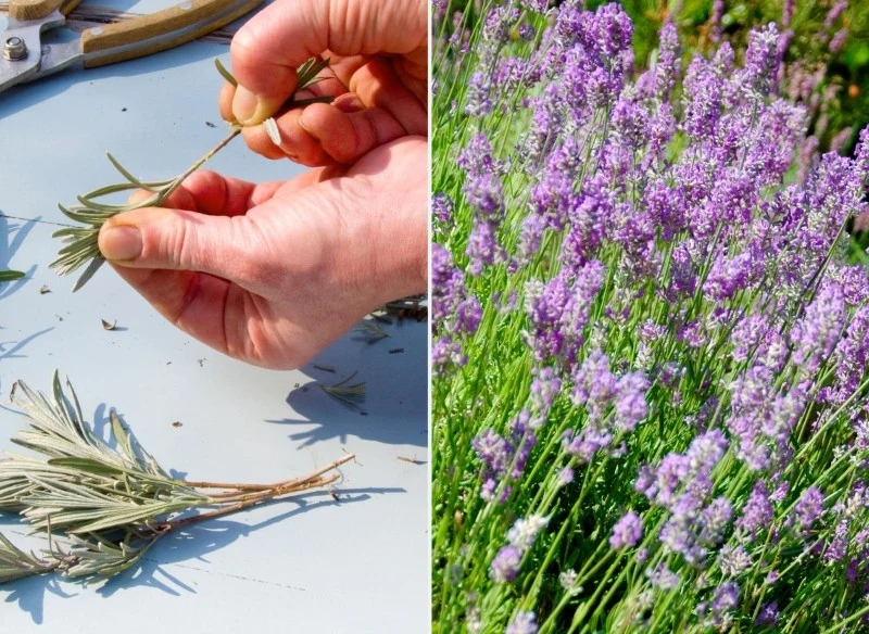 Rozmnażanie lawendy przez sadzonki to szybki i prosty sposób na pozyskanie nowych roślin
