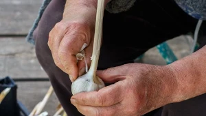 Nie wyrzucaj łupin z czosnku, to cenne resztki, które wykorzystasz na różne sposoby.