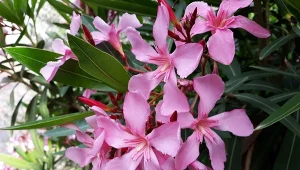 Przycinanie oleandra zaplanujmy na jesień.