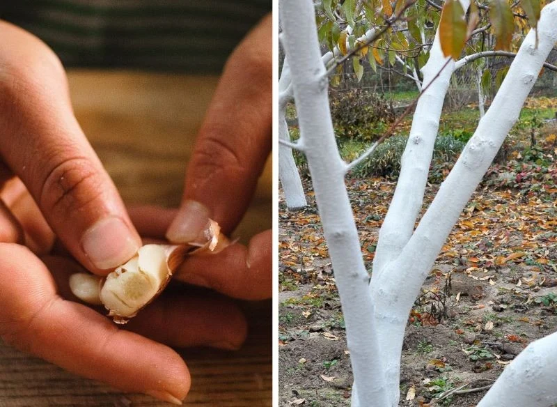 Łupiny z czosnku stanowią dobrą bazę pod sadzonki niektórych warzyw, a także dodatek do preparatów bielących drzewa owocowe – ich składniki działaj...