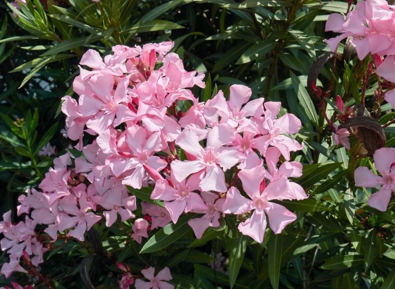 Systematycznie przycinany oleander wytwarza więcej kwiatów