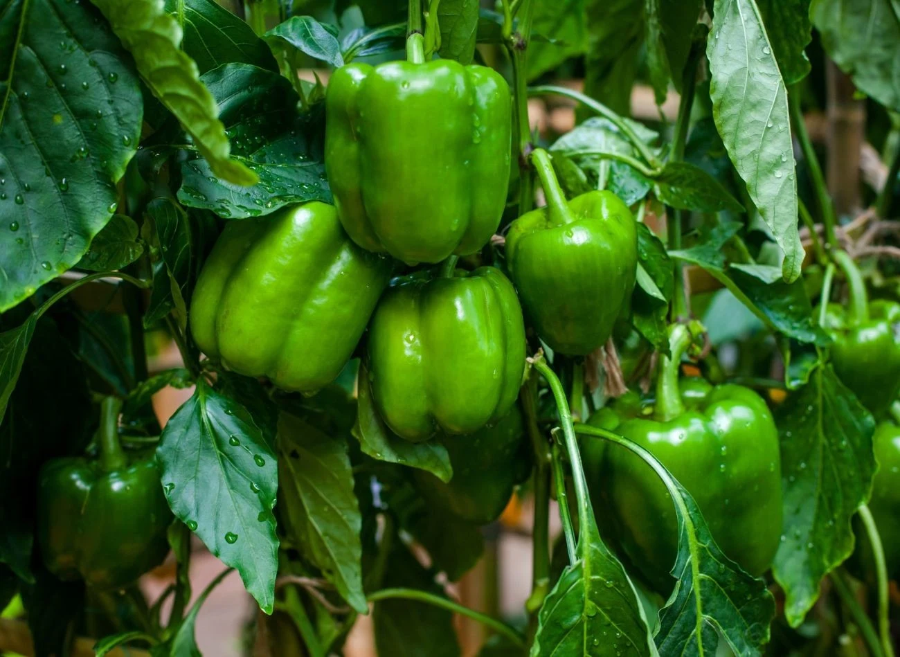 Zimowanie papryki daje wiele korzyści